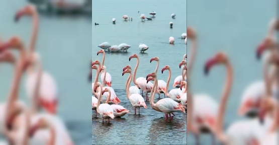 İzmit Körfezi’nde Pembe Flamingoların Dansı