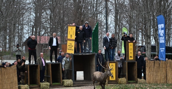 8 Kızıl Geyik Daha Kuzuyayla’da Doğaya Salındı