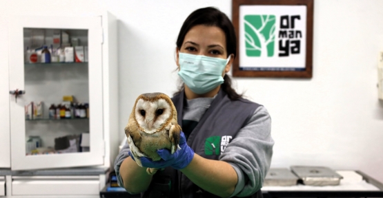 Bu Merkez Yaban Hayvanlarına Umut Oluyor