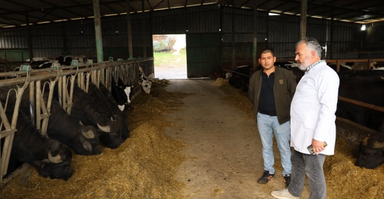 Kocaeli’de Manda Sayısı Büyükşehir’in Desteğiyle Artıyor