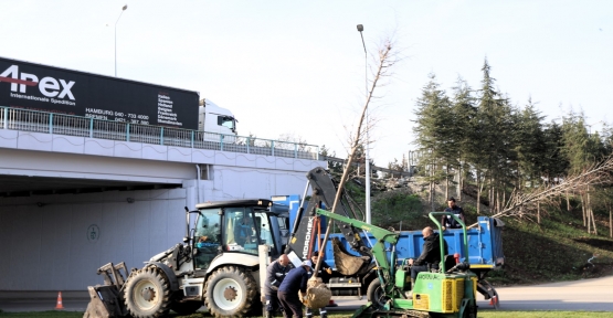 Ağaçlar Yeni Yerlerinde Hayat Bulacak