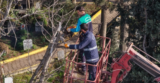 BUDANAN AĞAÇ DALLARI İHTİYAÇ SAHİPLERİNE YAKACAK OLUYOR