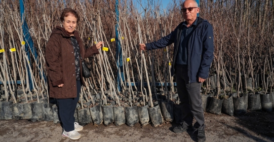 Büyükşehir, 3.600 Trabzon Hurması Fidanı Dağıtıyor