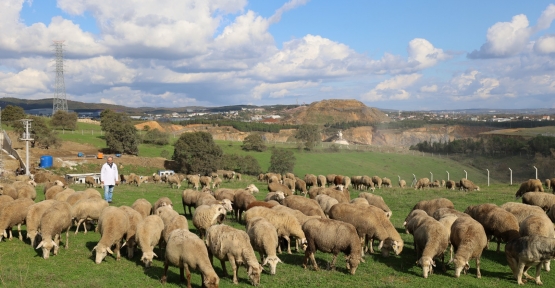 Damızlık Koç Desteği Kuzulama Oranlarında Artış Sağladı