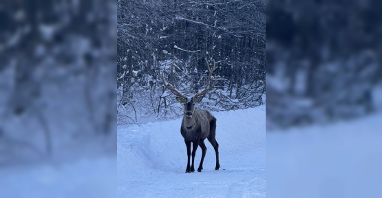 Karla kaplı Kuzuyayla’da Kızıl Geyik Görüntülendi