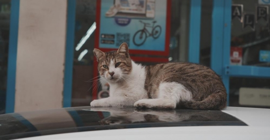 Sokaklardan "Vardiya" Usulü Market Önüne