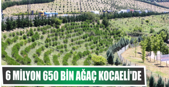 6 milyon 650 bin ağaç Kocaeli’de