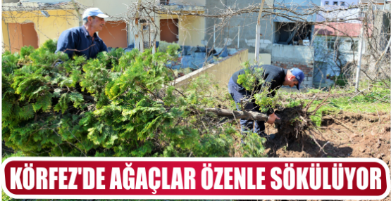 AĞAÇLAR ÖZENLE SÖKÜLÜYOR