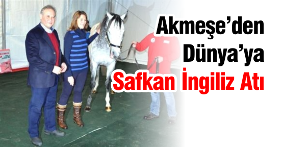 Akmeşe’den Dünya’ya Safkan İngiliz Atı