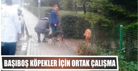 BAŞIBOŞ KÖPEKLER İÇİN ORTAK ÇALIŞMA