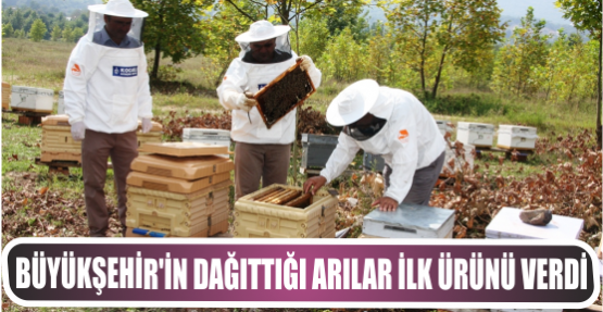 Büyükşehir'in dağıttığı arılar ilk ürünü verdi