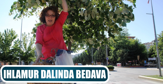 IHLAMUR DALINDA BEDAVA