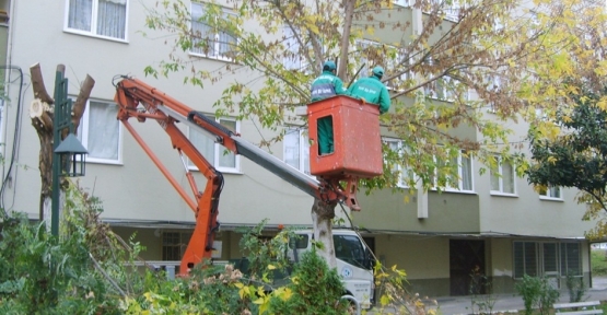 İzmit'te 1092 Ağaç budandı 