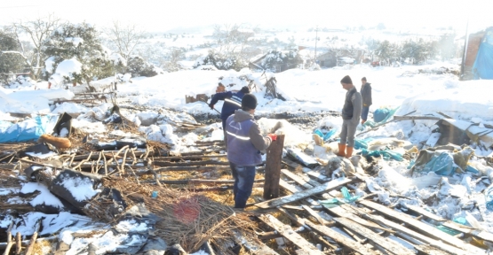 Kandıra Belediyesi koyunları kurtardı