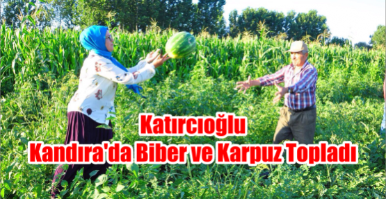 Katırcıoğlu Kandıra'da Biber ve Karpuz Topladı