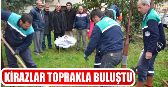 KİRAZLAR TOPRAKLA BULUŞTU