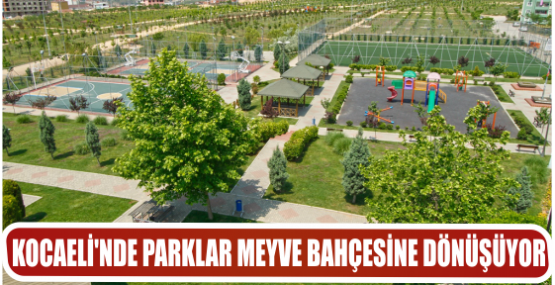 KOCAELİ’NDE PARKLAR MEYVE BAHÇESİNE DÖNÜŞÜYOR