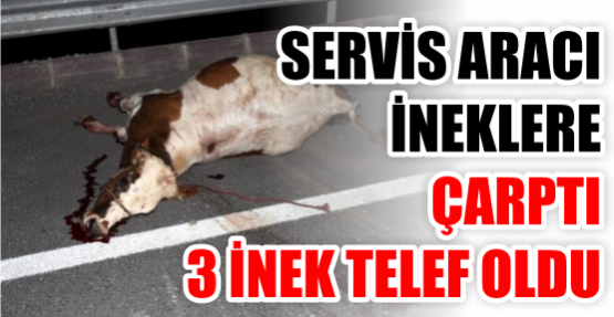 Servis aracı ineklere çarptı, 3 inek telef oldu