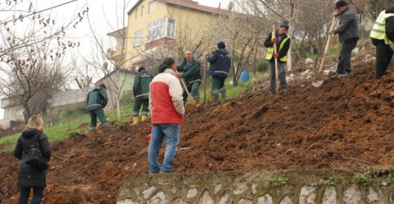 Sırrıpaşa’ya 500 ağaç dikilecek