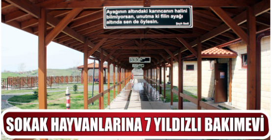 SOKAK HAYVANLARINA 7 YILDIZLI BAKIMEVİ
