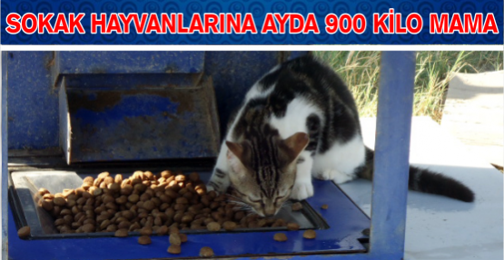 Sokak hayvanlarına ayda 900 kilo mama