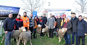 Büyükşehir’den Üreticilere Damızlık Koç Desteği