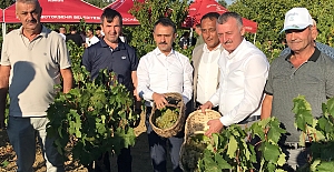 Başkan Büyükakın, İzmit’te  Üzüm Hasadına Katıldı