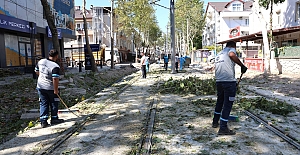 Alikahya Tramvay Hattı’nda Ağaçlar Budanıyor