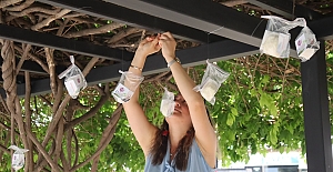 İzmitliler Güne Ağaçtan Pişmaniye...
