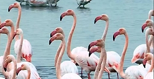 İzmit Körfezinde Pembe Flamingoların...