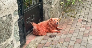 BOYALI KÖPEKLER MERAK UYANDIRDI