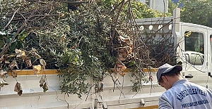 Körfez’de Yeşil Alanlara Bakım