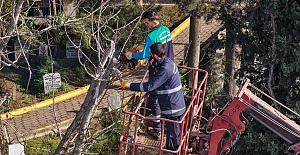 BUDANAN AĞAÇ DALLARI İHTİYAÇ SAHİPLERİNE YAKACAK OLUYOR