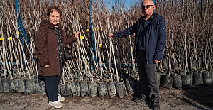 Büyükşehir’in Fidan Desteği Meyvelerini Verecek