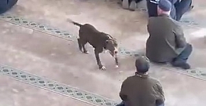 CAMİYE GİREN PİTBULL TEDİRGİNLİĞE NEDEN OLDU