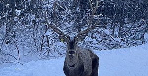 Karla kaplı Kuzuyayla’da Kızıl Geyik Görüntülendi