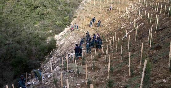  Umuttepe Kampüsü ağaçlandırılıyor