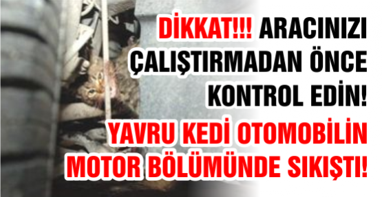 Yavru Kedi Otomobilin Motor Bölümünde Sıkıştı