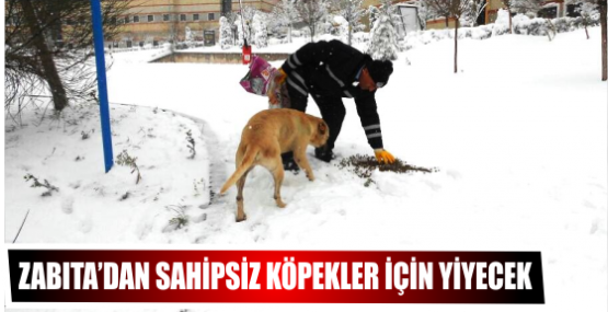 ZABITA’DAN SAHİPSİZ KÖPEKLER İÇİN YİYECEK